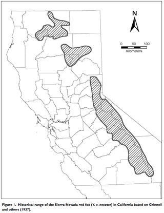 Illustration for article titled Rare Fox Spotted In Yosemite For The First Time In Nearly 100 Years